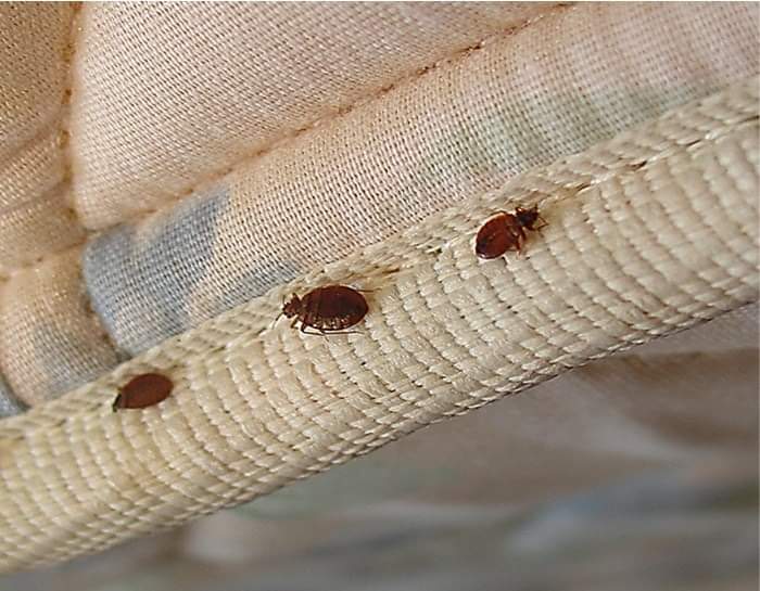 How to Prevent Bed Bugs Infestation in Your Home?