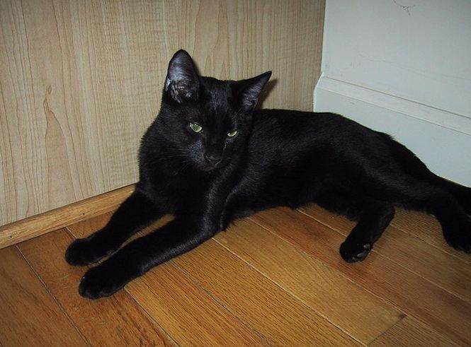 Bombay Cat Breeds: All You Need to Know