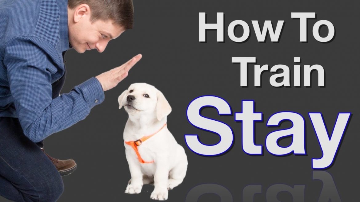 How to Train Your Pup?